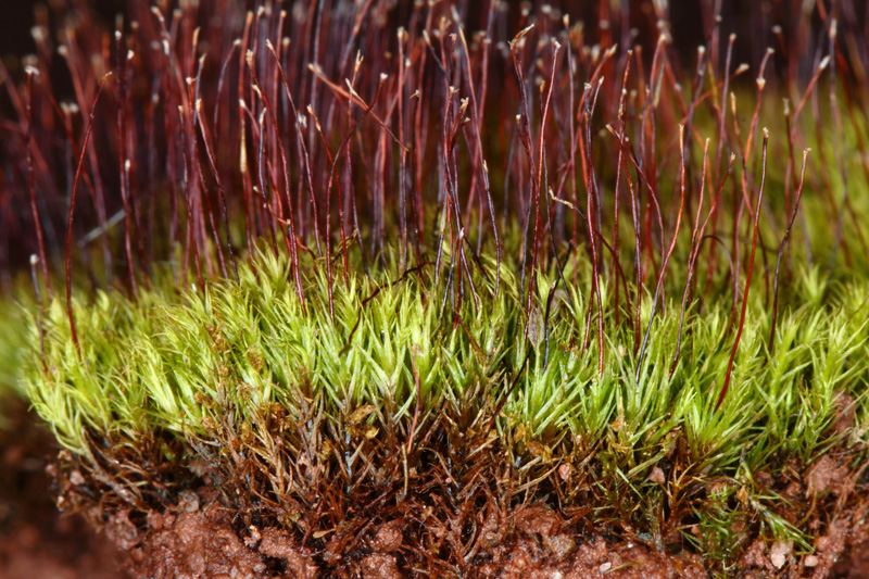 Dicranella varia